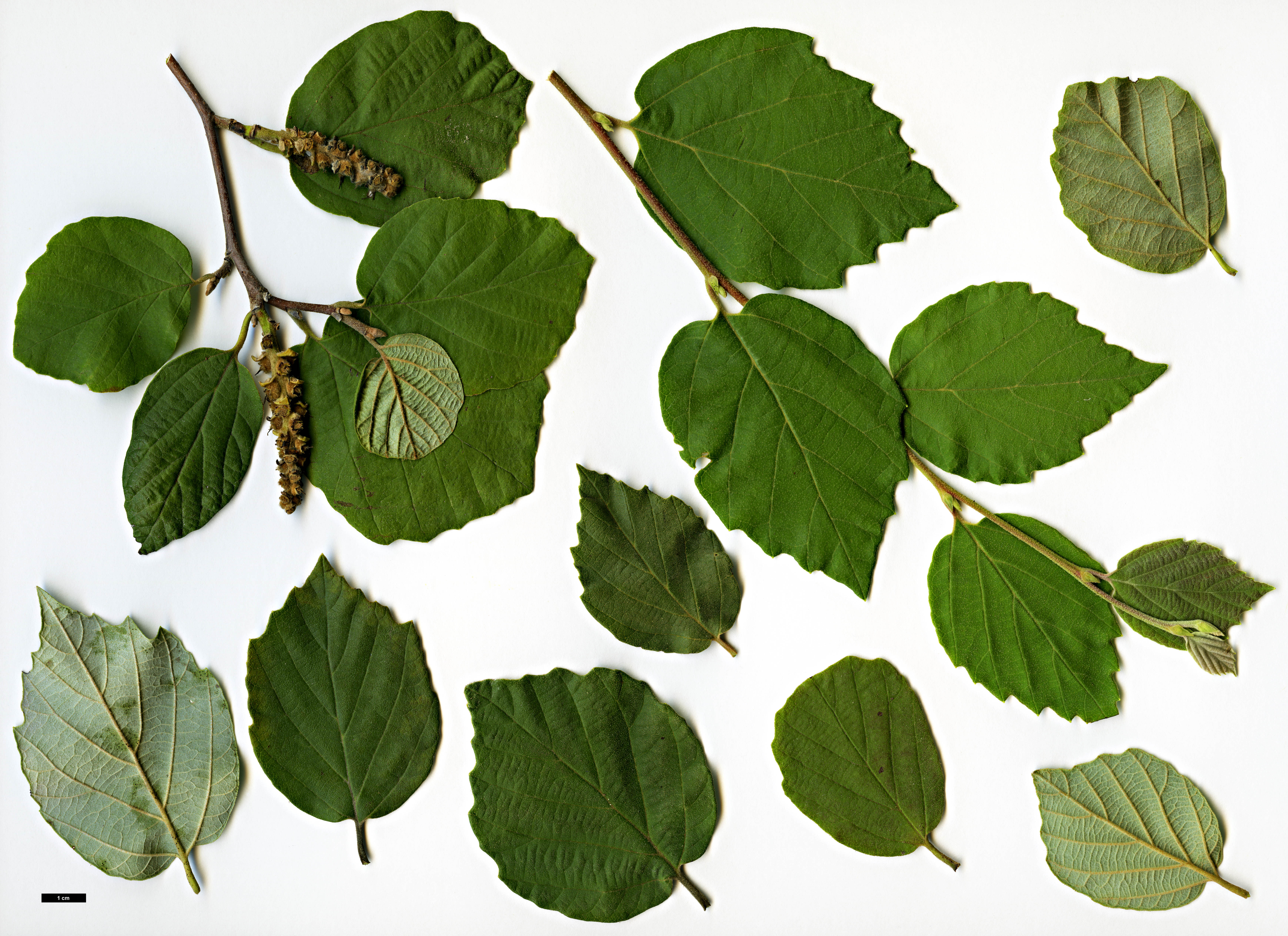 High resolution image: Family: Hamamelidaceae - Genus: Fothergilla - Taxon: ×intermedia (F.gardenii × F.major)